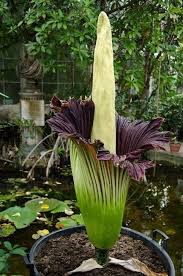 27 Jaw Droppingly Beautiful Plants That Will Get Your Neighbors Talking Plants Unusual Plants Rare Flowers