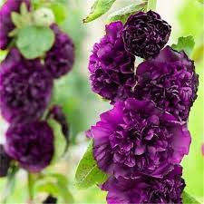 Image result for Alcea rosea