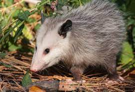 Pollinating Opossums Confirm Decades Long Theory Lazy Animals Possum Opossum