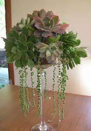 Comporre la fioriera piante grasse e sassi si abbinano bene perché le rocce fanno spesso parte dell'ambiente naturale le piante grasse scelte per questo tipo di fioriera infatti sono rustiche e robuste e, se la fioriera rimarrà calendario frutta di stagione. Draping Tall Succulent Arrangement Jeselles Garden Piante Contenitori Per Piante Grasse Piante Grasse In Vaso