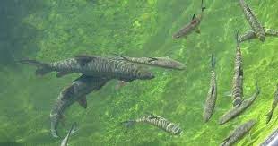 Green house lezatta universal theme park ikan sakti green house lezatta destinasi wisata berbentuk taman bunga saat ini semakin banyak bertebaran. Ingin Tahu Ikan Sakti Di Minang Ini Ikannya Mati Dikafani