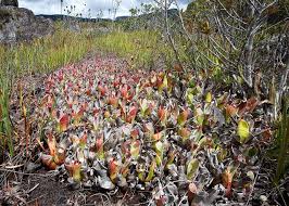 Heliamphora Chimantensis X Heliamphora Pulchella Tepui J Natural Hybrid Marsh Pitcher Plant In Habitat Canaima National Park Bolivar Venezuela Plants Pitcher Plant Carnivorous Plants