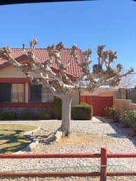 Why Topping Your Trees Is Harmful Nate S Nursery