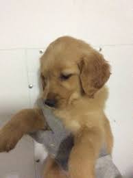 Litter Of 9 Golden Retriever Puppies For Sale In Jamestown Ky Adn 65209 On Puppyfinder Com Gender Male S Golden Retriever Puppies For Sale Retriever Puppy