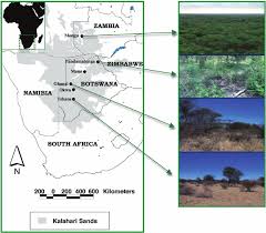 Image result for Schmidtia pappophoroides
