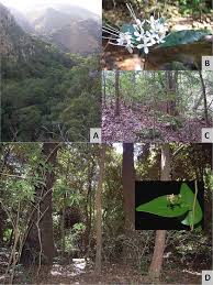 Image result for Secamone delagoensis