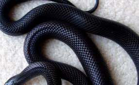 Arti mimpi ular kobra hitam. Mimpi Melihat Ular Kobra Hitam Python