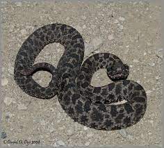 Barbouri), and the western pigmy rattlesnake (s. Dusky Pygmy Rattlesnake Florida Backyard Snakes