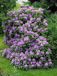 Pin By Anneemn On Gardening My Style Plants Flowering Bushes Shade Plants