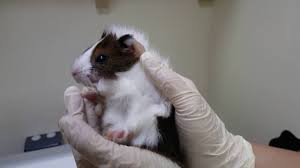 Parasites Guinea Pigs Australia