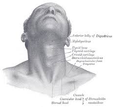 The neck is the part of the body on many vertebrates that connects the head with the torso and provides the mobility and movements of the head. Neck Anatomy