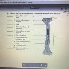Labeling portions of a long bone. Days F D Label The Long Bone Diagram And Match The Letter That Corresponds To The Description 1 Brainly Com