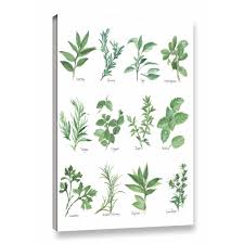 Herb Chart Graphic Art On Wrapped Canvas In White Green