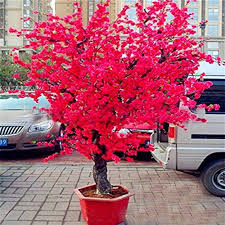 Wongfon Rare Japonais Sakura Graines Bonsai Fleur Rouge Cherry Blossom Graines Maison Jardin Decora Garden Plant Pots Japanese Garden Plants Garden Bonsai Tree
