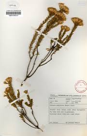 Image result for Pteronia acuminata