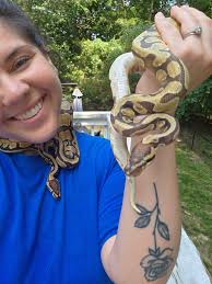 What are the characteristics of cotton boa rattlesnakes?