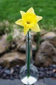 Narcissus Pseudonarcissus Wikipedia