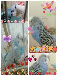 muhabbet kuslarim muhabbet kuslari kus kusu