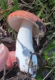 Image result for Russula perlactea