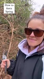 “Forcing” plants to bloom outside of their natural time frame is pretty  cool! Forsythia branches are the easiest way to test the waters! I had some  skeptics here🤣, but they will be pleasantly ...