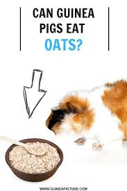 Pin On Small Pets