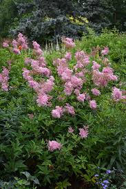 Image result for Vernonia filipendula