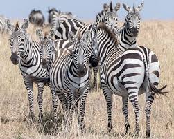 So what evolutionary purpose do zebra stripes serve? Zebras In Africa