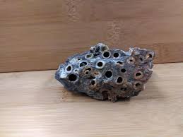 Teredo navalis bores into wood, forming tubes covered with calcareous lining. Ruby City Gems N C S Largest And Most Complete Gem Minerals Location Excellent Jewelry And Gifts Don T Miss Our Exceptional Museum Teredo Navalis Shipworm Wood