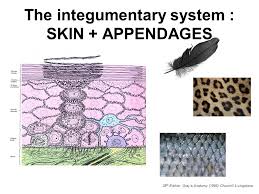 The Integumentary System Skin Appendages Ppt Video Online Download