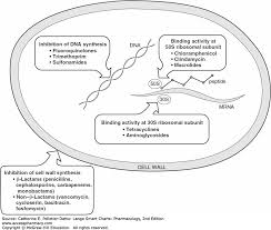 Antimicrobial Medications Lange Smart Charts Pharmacology