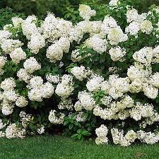 And, with the new plant pipeline full of unique. Hydrangea Bobo Ardcarne Garden Centre Roscommon Boyle