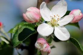 Entschuldigung, können sie uns sagen, wo das restaurant rondeau ist? Welcher Obstbaum Hat Rosa Bluten Eine Auswahl