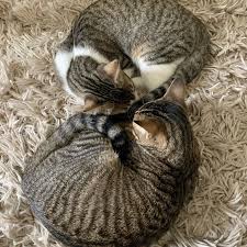 Happy Adoptiversary to Jenn, Chris, Cosmo and DC🥳😸 Here's what Jenn had  to say about her furry boys😻👇 "Everything is going fantastic. We love our  newest members of the family, our little