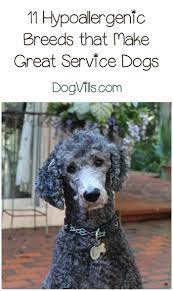 11 Hypoallergenic Dog Breeds That Make Fantastic Service Dogs Service Dogs Breeds Therapy Dogs Breeds Hypoallergenic Dog Breed