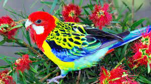 Beautiful love birds, parrots, peacock pictures, photo gallery and wallpapers free download. Beautiful Birds Wallpapers Free Download Pretty Birds Beautiful Birds Colorful Birds