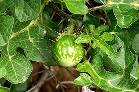 Image result for Solanum linneanum