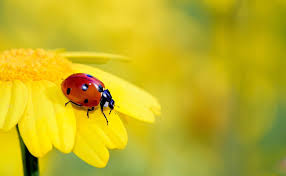 Combien De Points Possede La Coccinelle Est Ce Une Indication De Quelque Chose