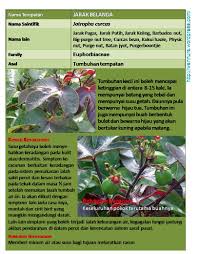 Mumy sndri dlu hari2 main pokok jarak ni cbb masa taun mumy dlu mak tak mmpu nak beli burble. Jarak Belanda Jatropha Curcas Getah Sebabkan Dermatitis Wannura