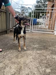 White boxer male wandering Shaw Street