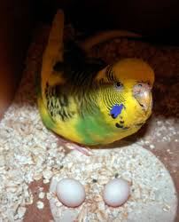 My Dominant Pied Hen Has 2 So Far Budgies Pet Birds Love Pet