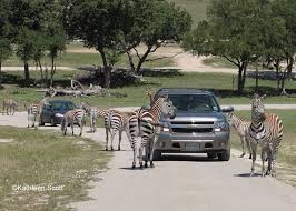 Fossil Rim Wildlife Center Texas Travel Wildlife Places To Go