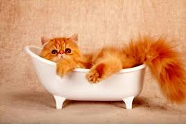 You may think it is safest to bathe your cat as often as you can, but, unfortunately, bathing your cat too often can be similarly problematic. Who Else Wants To Know More About Persian Cat Bath