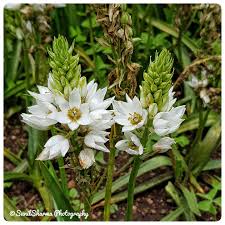 Image result for Helichrysum argyrosphaerum