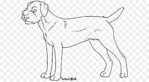 Border collies who have this coat has one parent who's a merle, and the other has two recessive dilute genes. Border Black And White Png Download 654 497 Free Transparent Border Terrier Png Download Cleanpng Kisspng