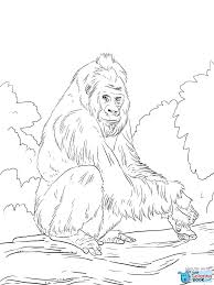 Gorilla Coloring Pages Beautiful Western Lowland Gorilla Coloring Intended For Western Lowland Gorilla C Animal Coloring Pages Coloring Pages Colorful Drawings