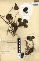 Image result for Nymphaea divaricata