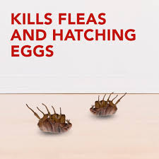 Buy or sell new and used items easily on facebook marketplace, locally or from businesses. Raid Flea Killer Plus Fogger 15 Oz Walmart Com Walmart Com