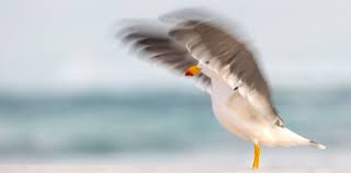 Maybe you would like to learn more about one of these? Juan Salvador Gaviota Cumple 50 Anos Por Que Volo Tan Alto Y Que Nos Enseno