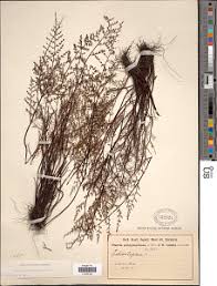 Image result for Actiniopteris pauciloba