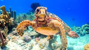 It is a mostly flat, riverless coral island renowned for diving, windsurfing, and bird watching. We Are In The Middle Of The Nesting Season On Bonaire Learn About Bonaire Sea Turtles And How To Protect Them Turtle Day Bonaire Turtle